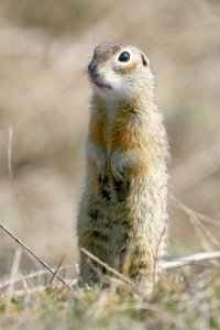 Sztyepp gopher - egy fotó, leírás az állat, karbantartása és tisztítása - az állatvilágban (leírás) Sztyepp gopher - egy fotót, leírást az állat, karbantartása és tisztítása - fauna