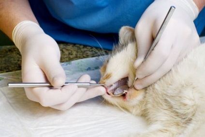 Stomatitis macskák tünetei és kezelése otthon, video