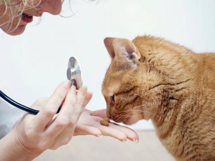 Stomatitis macskák tünetei és kezelése otthon, video