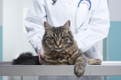 Stomatita la pisici simptome și tratament la domiciliu, video