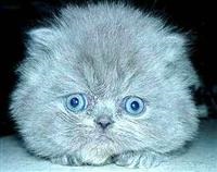 Super pisicile sunt poze amuzante! Catalog de rase de pisici, felinologie, animale de companie, totul despre