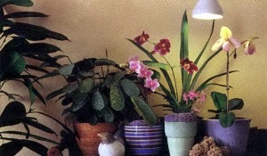 Lumină pentru orhidee, flori orhidee, cultivare și îngrijire, fotografii și nume