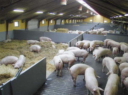 Agricultura de porc