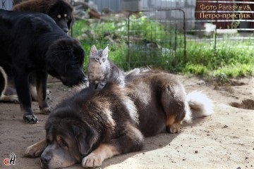 Mastifii tibetani și alte animale de companie