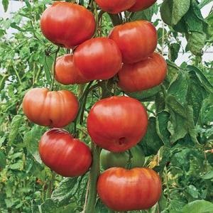 Tomato Giant