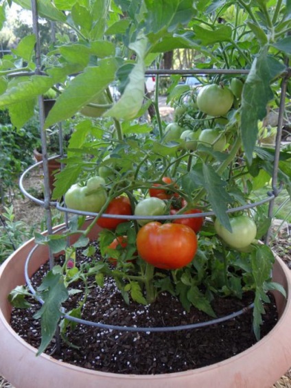 Tomato Giant