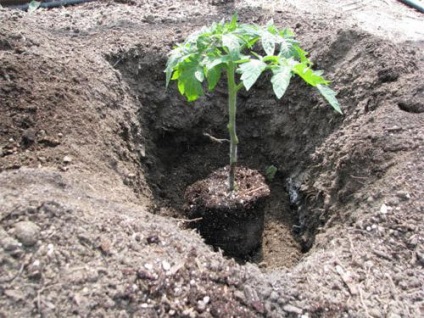 Tomato Giant