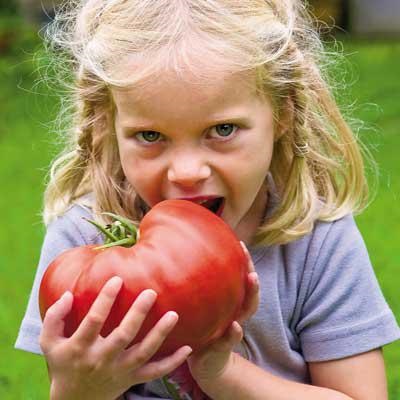 Tomato Giant