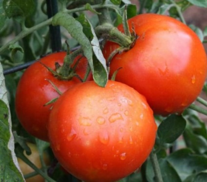 Tomato Giant