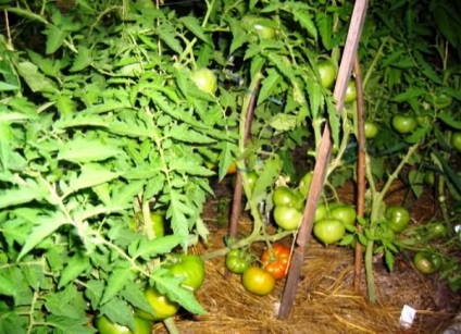 Tomato Giant