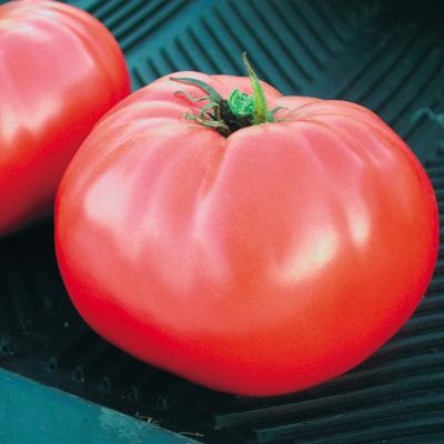 Tomato Giant