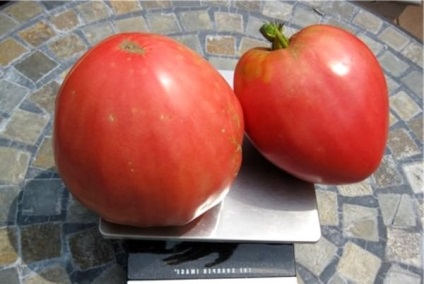 Tomato Giant