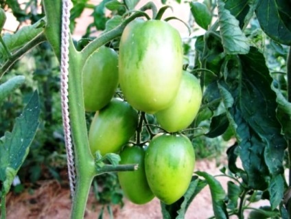 Tomato Giant