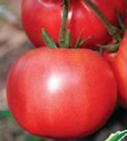 Tomat - Rosalis f1 Descrierea soiului, caracteristici de îngrijire, fotografie de tomate