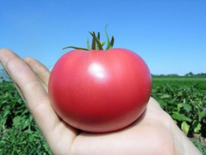 Tomat - Rosalis f1 Descrierea soiului, caracteristici de îngrijire, fotografie de tomate