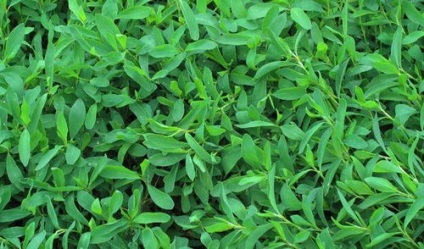Herb spori proprietăți de vindecare și contraindicații, proprietăți medicinale și contraindicații