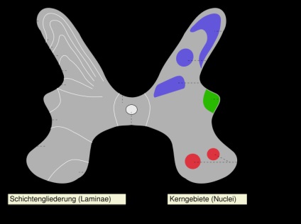 Leziuni ale coloanei vertebrale și tratamentul acestora la pisici