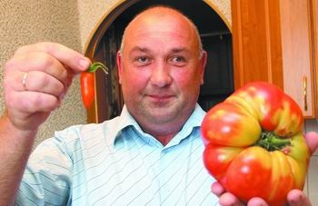 Tulak a crescut o tomată gigantică - arhiva știrilor din Tula