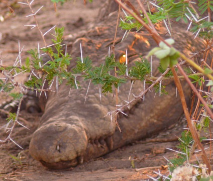 Crocodili uimitori și noi obișnuiți