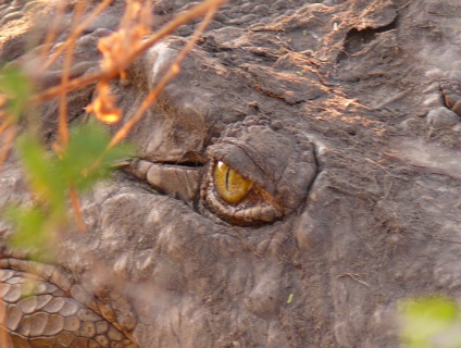 Crocodili uimitori și noi obișnuiți