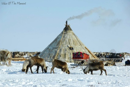 Uimitoarele popoare din Rusia Yamal - cultura Nenets și Khanty