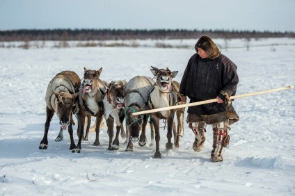 Uimitoarele popoare din Rusia Yamal - cultura Nenets și Khanty