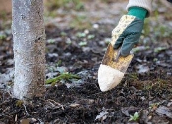 Îngrășământ pentru aplicarea timpului de cireșe, minerale, organice, metode populare