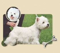 Îngrijire - Terrier de culoare albă de vest