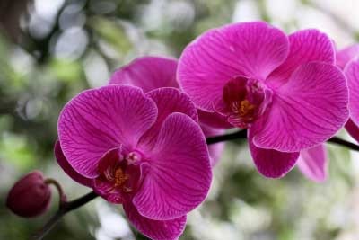 Care orchidea otthon szép fele