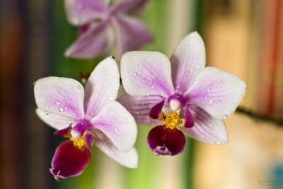 Care orchidea otthon szép fele