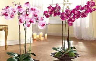 Care orchidea otthon szép fele