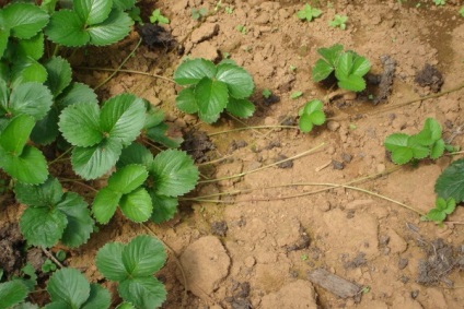 Reproducerea vegetativă a plantelor, plantele naturii - natura și plantele