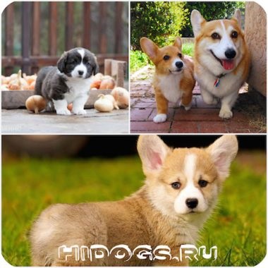 Welsh Corgi Rasă descriere, îngrijire, caracteristici (fotografie)