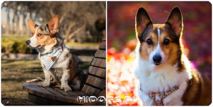 Welsh corgi fajta leírás, ellátás jellemzői (fotók) (leírás) Welsh corgi fajta leírás, ellátás jellemzői (fotók)