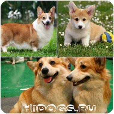 Welsh corgi fajta leírás, ellátás jellemzői (fotók) (rock) Welsh corgi fajta leírás, ellátás jellemzői (fotók)