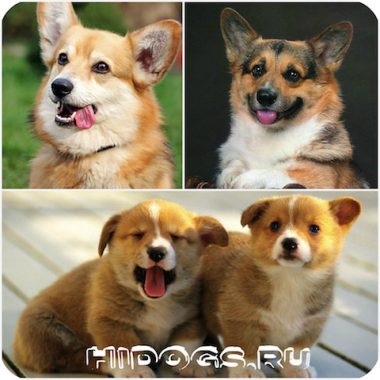 Welsh Corgi Rasă descriere, îngrijire, caracteristici (fotografie)