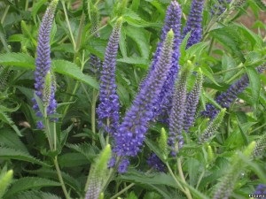 Veronica officinalis 1 (Veronica officinalis) Veronica officinalis 1