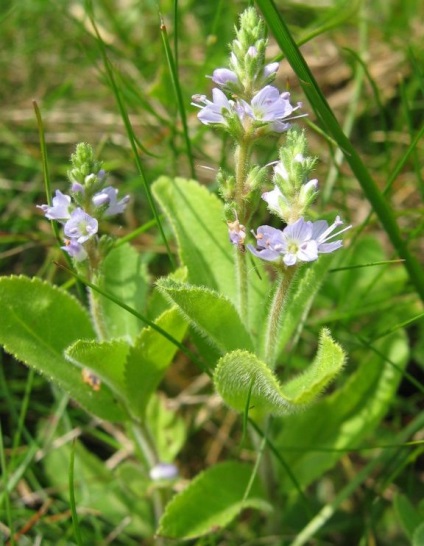 Veronica officinalis - simptome și tratament cu remedii folclorice la domiciliu