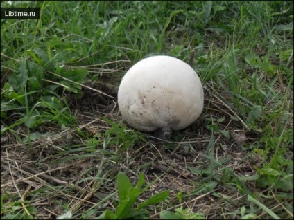 Tavaszi gombák (tavaszi) tavaszi gombák