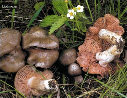 Tavaszi gombák (Bevonat a kupak lábak) tavaszi gombák