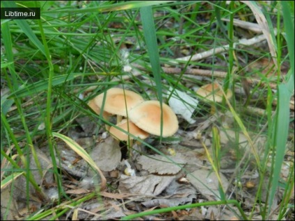 Tavaszi gombák (Bevonat a kupak lábak) tavaszi gombák