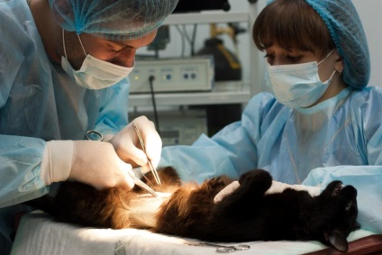 Chirurg veterinar în Ufa preturi, recenzii și date de contact
