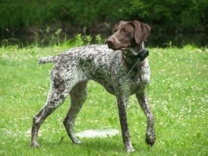 Alegerea unui câine de pază adecvat cu abilități de vânătoare