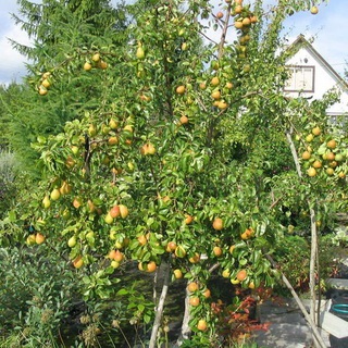 Alegeți un loc sub grădină unde este mai bine să alegeți un loc pentru plantarea pomilor fructiferi
