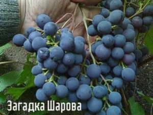 Szőlő rejtély Sharov a fajta leírását, termesztés és értékelés (rejtély) Szőlő rejtély Sharov a fajta leírását, termesztés és vélemények