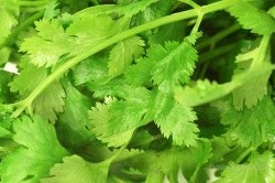 Növekvő zöld, mint egy vállalkozás (zöld) Növekvő zöld, mint egy üzleti