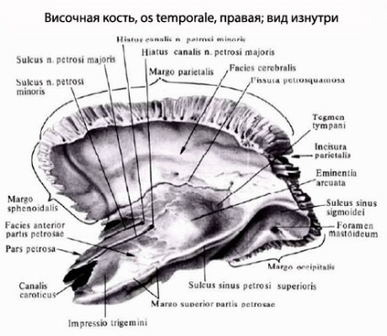 Omul temporal al omului, anatomia osului temporal, structura, funcțiile, imaginile de pe eurolab