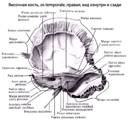 Omul temporal al omului, anatomia osului temporal, structura, funcțiile, imaginile de pe eurolab