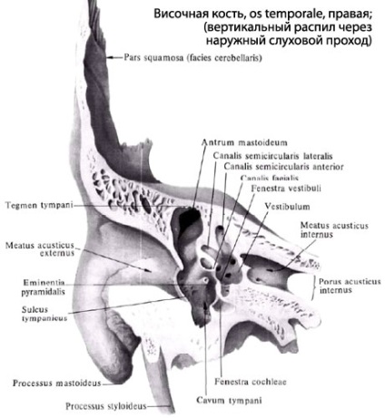 Omul temporal al omului, anatomia osului temporal, structura, funcțiile, imaginile de pe eurolab