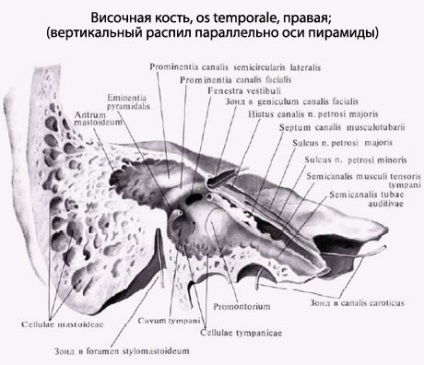 Omul temporal al omului, anatomia osului temporal, structura, funcțiile, imaginile de pe eurolab